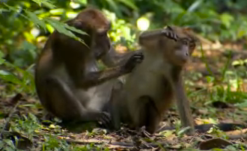 Survivor Caramoan Monkeys